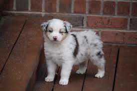 He is from a litter of 7. Blue Merle Australian Shepherd Puppies For Sale Canyon Creek Aussies