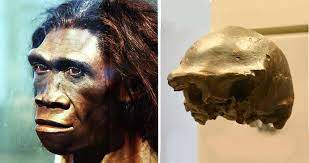 Ja, sie lebt, ist die antwort. Letzte Vertreter Des Homo Erectus Lokalisiert Jungste Fossilien Des Fruhmenschen Stammen Aus Java Und Sind Rund 110 000 Jahre Alt Scinexx De
