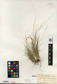 Image result for Eriochloa fatmensis
