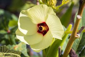 Image result for Abelmoschus