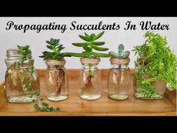 She explained that propagating from leaves is a bit more straightforward than using stems. How To Propagate Succulents In Water From Stem Cuttings Step By Step Guide Youtube
