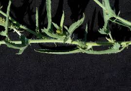 Image result for Tragia rupestris