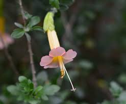 Image result for Cantua