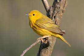 The best wallpapers of the yellow warbler only here! American Yellow Warbler Wikipedia