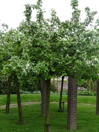 Image result for Cydonia