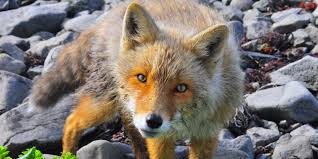 Are fennec foxes legal to own in california? Here S Everything You Need To Know About Getting A Pet Fox Business Insider