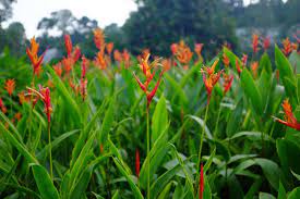 Fleur rouge au milieu ici une nom de plante exotique ici une plante exotique ici une plante verte exotique ici une plante exotique rare ici une plante rare exotique ici une vente plante exotique ici. Heliconia Planter Et Cultiver Ooreka