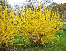 Keptalalat A Kovetkezore Forsythia Intermedia Spectabilis Small Potted Plants Shrubs Forsythia