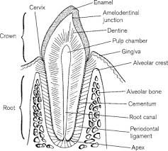 Image result for Dentition