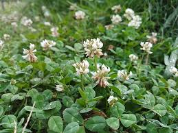 This can be frustrating as large patches of clover can crowd out desired. Killing Clover In My Lawn Pro Tips Common Lookalike Weeds In Pa