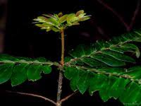 Image result for Anisophylleaceae