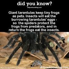 So what does make a good tarantula enclosure? I Saw This On Tumblr And Was Wondering How Much Fact There Is To It Tarantulas Keeping Frogs As Pets Tarantulas