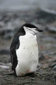 A female chinstrap typically will lay two eggs in a circular nest made from stones. Chinstrap Penguin The Animal Files