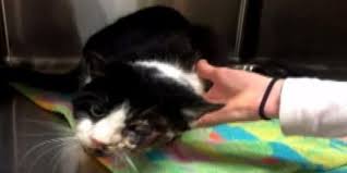 Apakah kucing mati dalam islam? Pada Hari Kelima Kucing Ini Bangkit Dari Kematian Dan Pulang