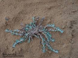 Image result for Ipomoea polymorpha