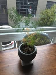 We did not find results for: Help My Little Fern Is Dying I Water And Mist It But It S Still Not Happy Suggestions Houseplants