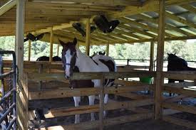Relax and enjoy beautiful guided trail rides through the florida horse park and on the ocala greenway trail system. Gorgeous Horse Picture Of Cactus Jack S Trail Rides Ocala Tripadvisor