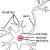 With the help of diagram show the difference between striated muscle fibre, smooth muscle fibre and cardiac muscle fibre. 1