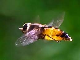 The bees been there for about a minute, just hovering above a flower. Hover Fly What S That Bug