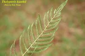 Image result for Thelypteris confluens