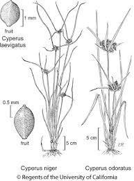Image result for Cyperus laevigatus