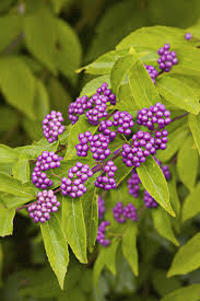 In this list you will find the plants that we believe are the best for deer resistance in and around morristown, nj. Deer Resistant Gardening Made Easy Csmonitor Com