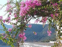 Generally, bougainvillea plants are hardy in u.s. Bougainvillea Vine For The Conservatory Bougainvillea Vine Bougainvillea Greek Island
