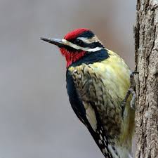 Yellow Birds Of Southern Arizona Yellow Bellied Sapsucker Woodpecker Birds Belly