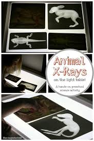 Learn With Animal X Rays On The Light Table A Hands On Preschool Learning Activity That Preschool Science Activities Light Table Preschool Learning Activities