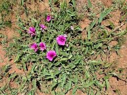 Image result for Ipomoea barteri