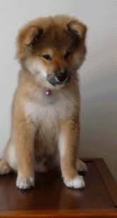 How To Turn Your Shiba Inu Into A Gif My First Shiba Inu Share a gif and browse these related gif searches. how to turn your shiba inu into a gif
