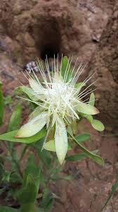 Image result for Protea micans