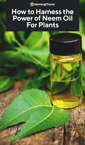 Because of it's versatility, neem oil is a great treatment to have on hand so that as soon as an issue pops up, you can instantly provide your plants with a solution. How To Harness The Power Of Neem Oil For Plants