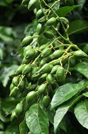 Image result for Clausena lansium