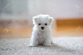 White Cute Maltese Puppy 2 Months Old Looking At Camera Stock Photo Picture And Royalty Free Image Image 117710415