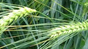 Informationen rund um die gerste und den gerstenanbau: Gerste Agricultural Solutions