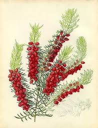 Boronia Vintage Botanical Prints Floral Botany Red Flowers