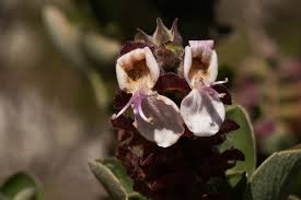 Image result for Syncolostemon