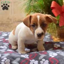 Black Boerboel Puppies For Sale In Durban Puppies For Sale Under 500 Price Under 500 Greenfield Puppies In 2020 Golden Retriever Mix Puppies Greenfield Puppies Shepherd Mix Puppies