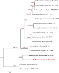 Score, statistiques, interview, résumé, analyses, ne ratez rien des rencontres de. Freshwater Sordariomycetes Springerlink