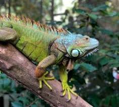 This can be problematic for those who enjoy having a garden on their property. How To Get Rid Of Iguanas South Florida Caribbean News