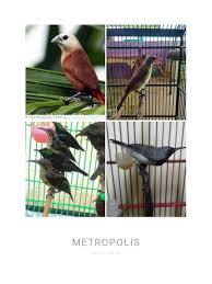 Maybe you would like to learn more about one of these? Daftar Harga Burung Kicau Murah Yang Harganya Akan Terus Naik Tips Dan Bisnis Seputar Burung