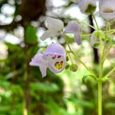 Image result for Calceolariaceae