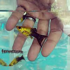 Golden Black Molly Warnanya Cukup Menarik Ferboes Com