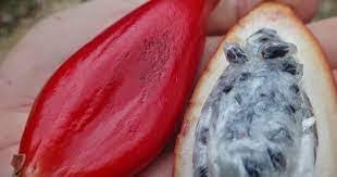 Image result for Aframomum alboviolaceum