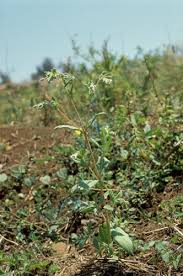 Image result for Trichodesma zeylanicum