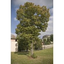 It is not a true poplar tree but instead is a member of the magnolia tree family. Hybrid Poplar For Sale Cottonwood Trees For Sale Poplar Trees Chief River Nursery
