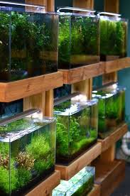 Aquarium Zen Seattle Tropical Fish Store Aquatic Plants And Nature Aquarium Supplies Nature Aquarium Tropical Fish Store Tropical Fish Aquarium