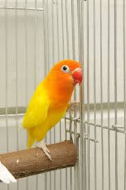 Yellow Bulls Lovebird Periquitos Passaro Do Amor Passaros
