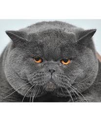 At A Cat Exhibition In The Kyrgyzstan S Capital Bishkek A British Shorthair Cat Gives An Intimidating Look As He Is Being Sh British Shorthair Cats Pets Cats